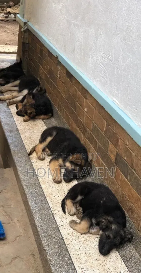 1-3 months Male Purebred German Shepherd