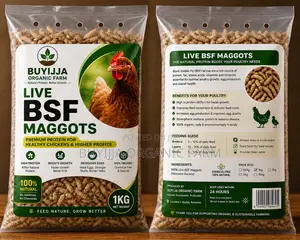 BSF Maggots for Sale – Boost Your Poultry Profits Naturally!