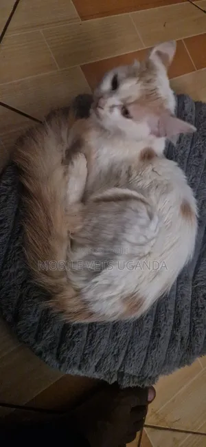 3-6 months Female Purebred American Bobtail