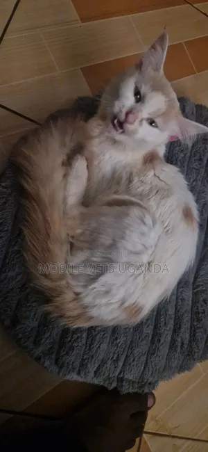 3-6 months Male Purebred Devon Rex