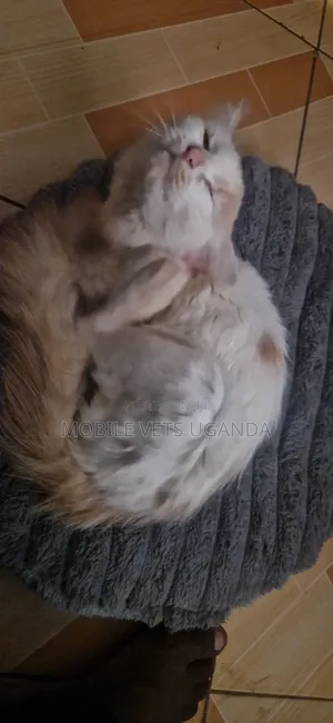 1-3 months Male Purebred American Shorthair