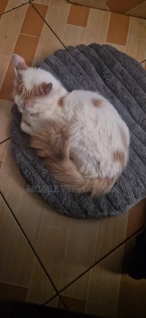 3-6 months Female Purebred Javanese