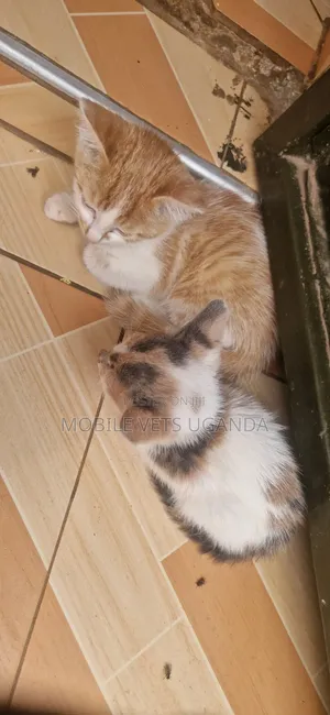 0-1 month Male Purebred American Wirehair