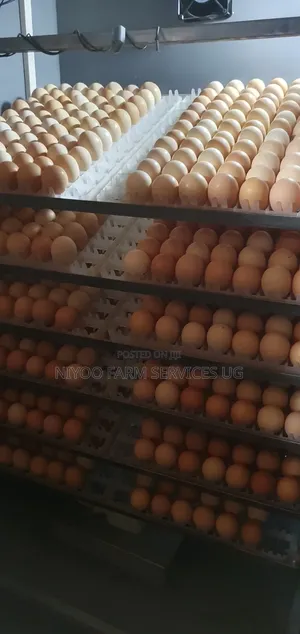 Fresh Fertilized Sasso and Kenbro Eggs