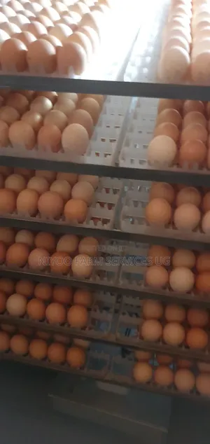 Fresh Fertilized Sasso and Kenbro Eggs