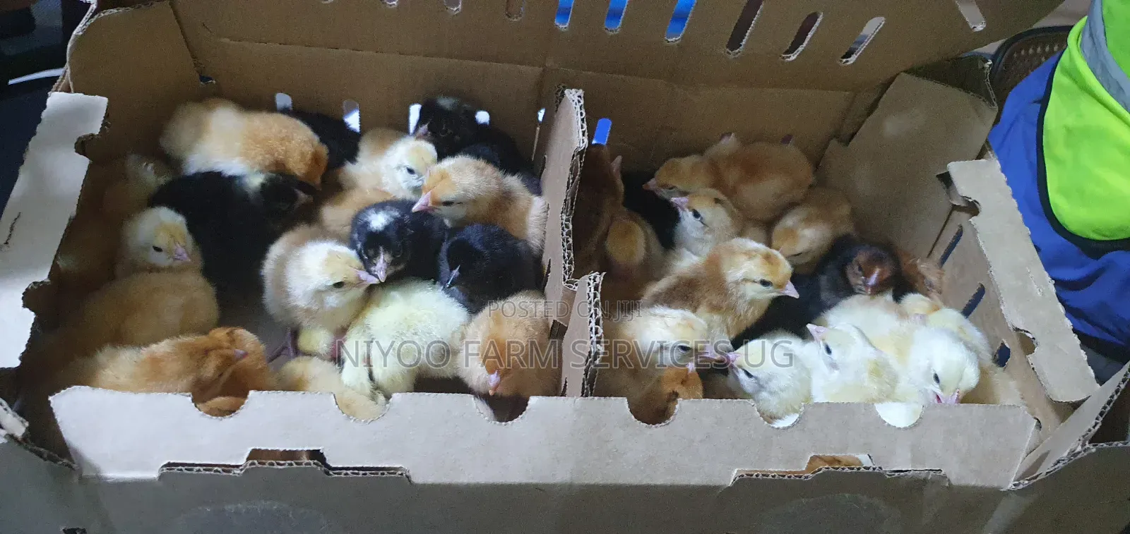 Day Old Chicks