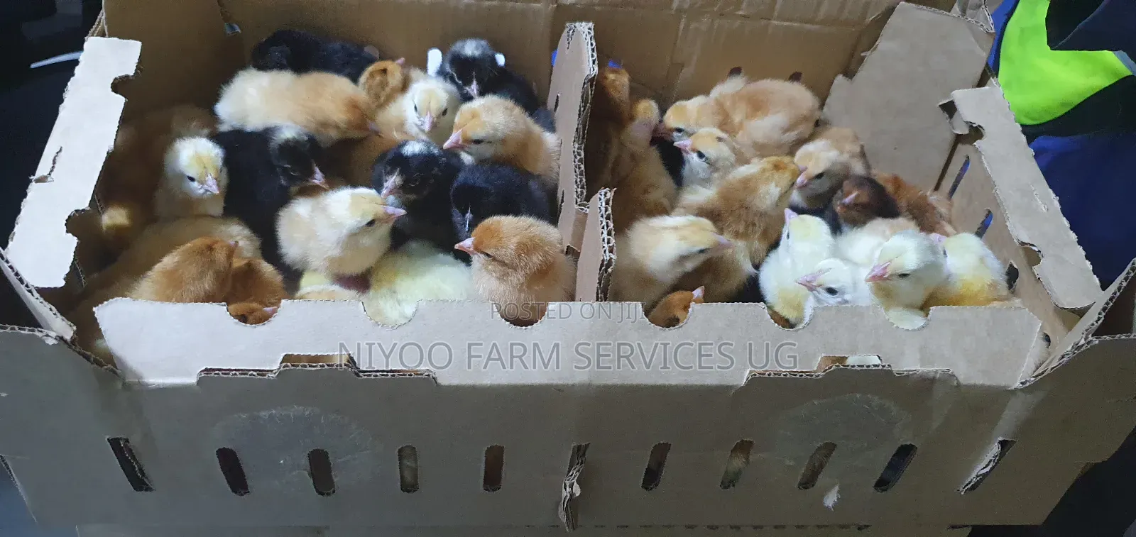 Day Old Chicks