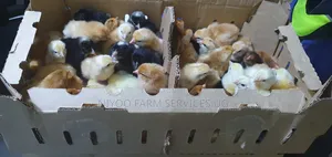 Day Old Chicks