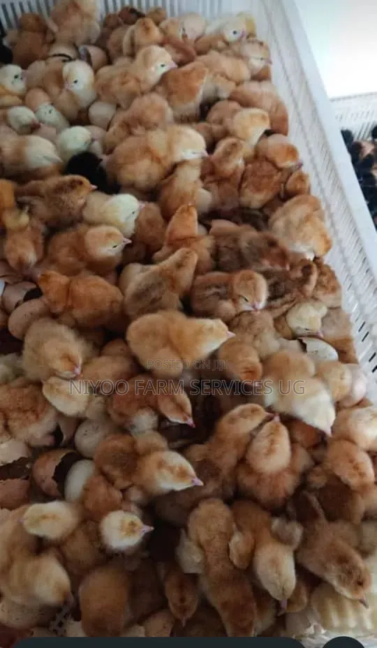 Day Old Chicks