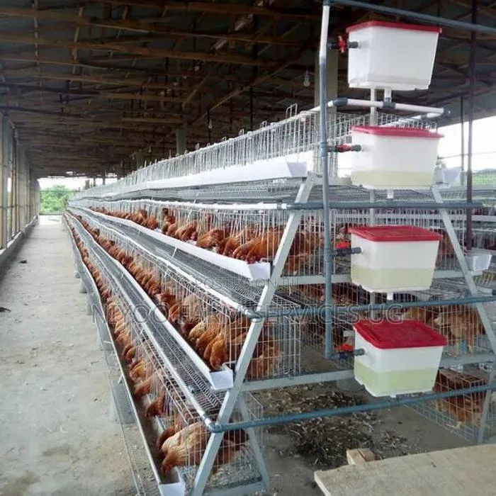 Poultry Cages for Layers and Broilers