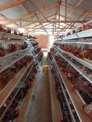 Poultry Cages for Layers and Broilers