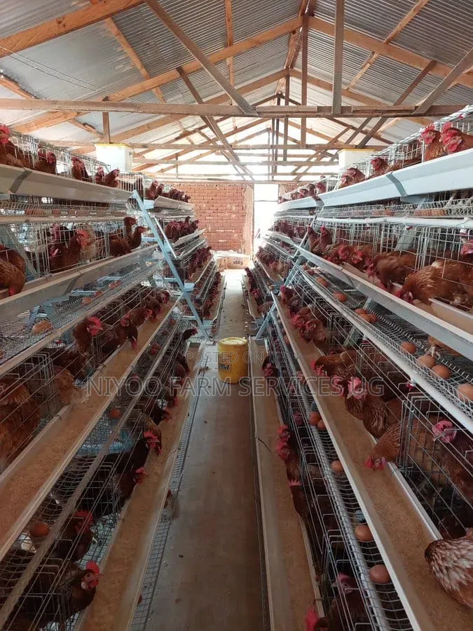 Poultry Cages for Layers and Broilers