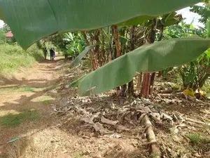 House And Plot For Sale In Namaliga, Nakifuuma.