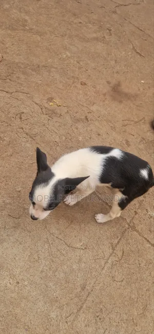 1-3 months Female Purebred Boston Terrier