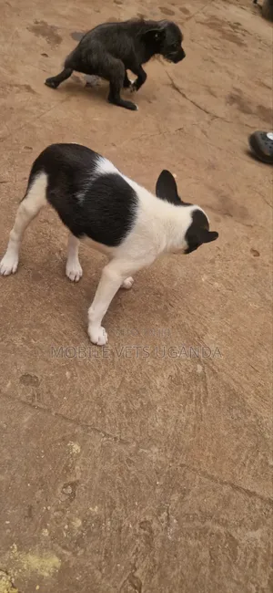 1-3 months Male Purebred Boston Terrier