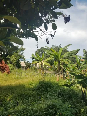 Half Accre Near Ucu