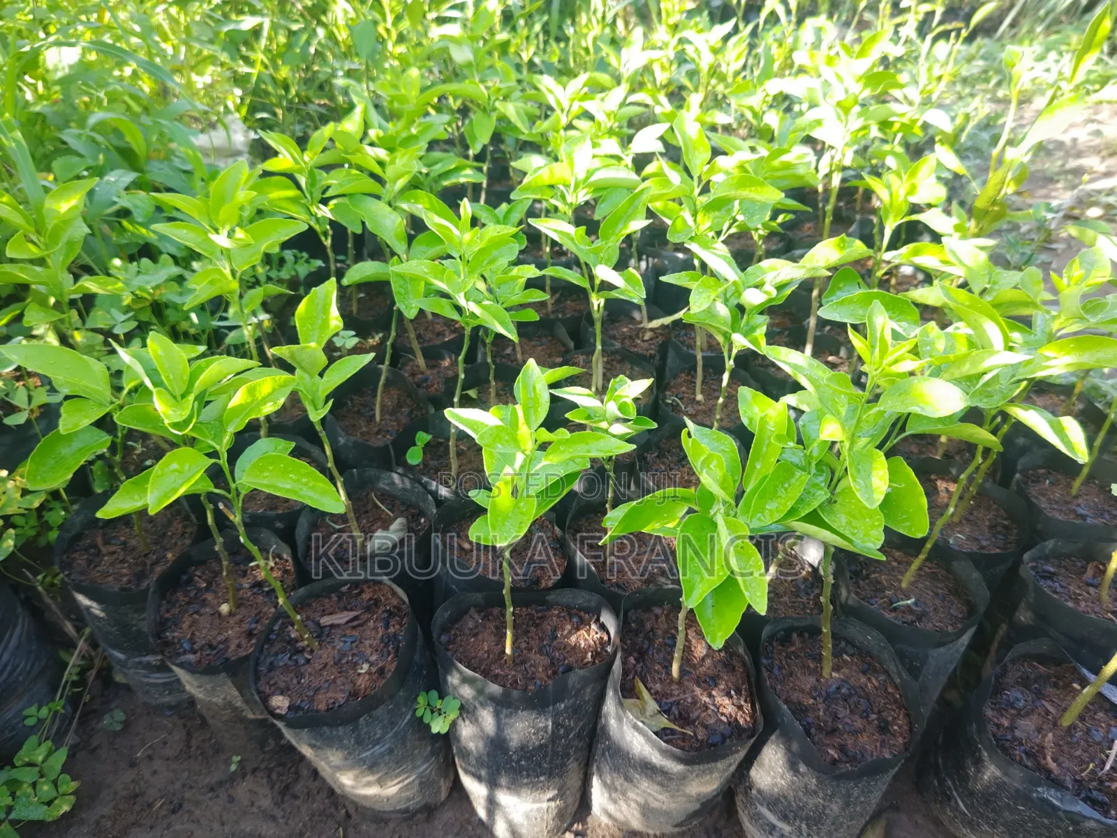 Pixie Orange Seedlings for Sale