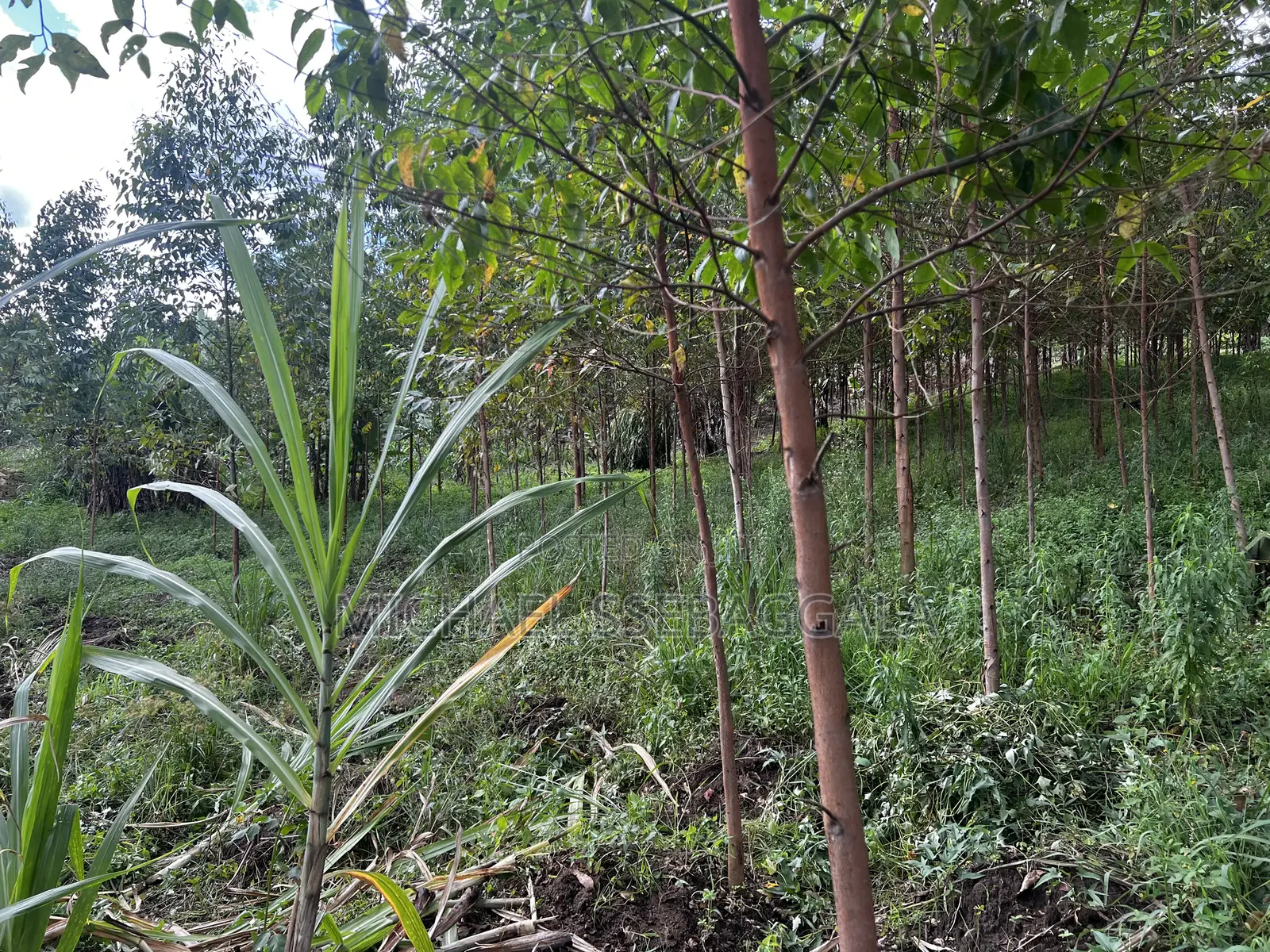 Half Acre Prime Land Sale