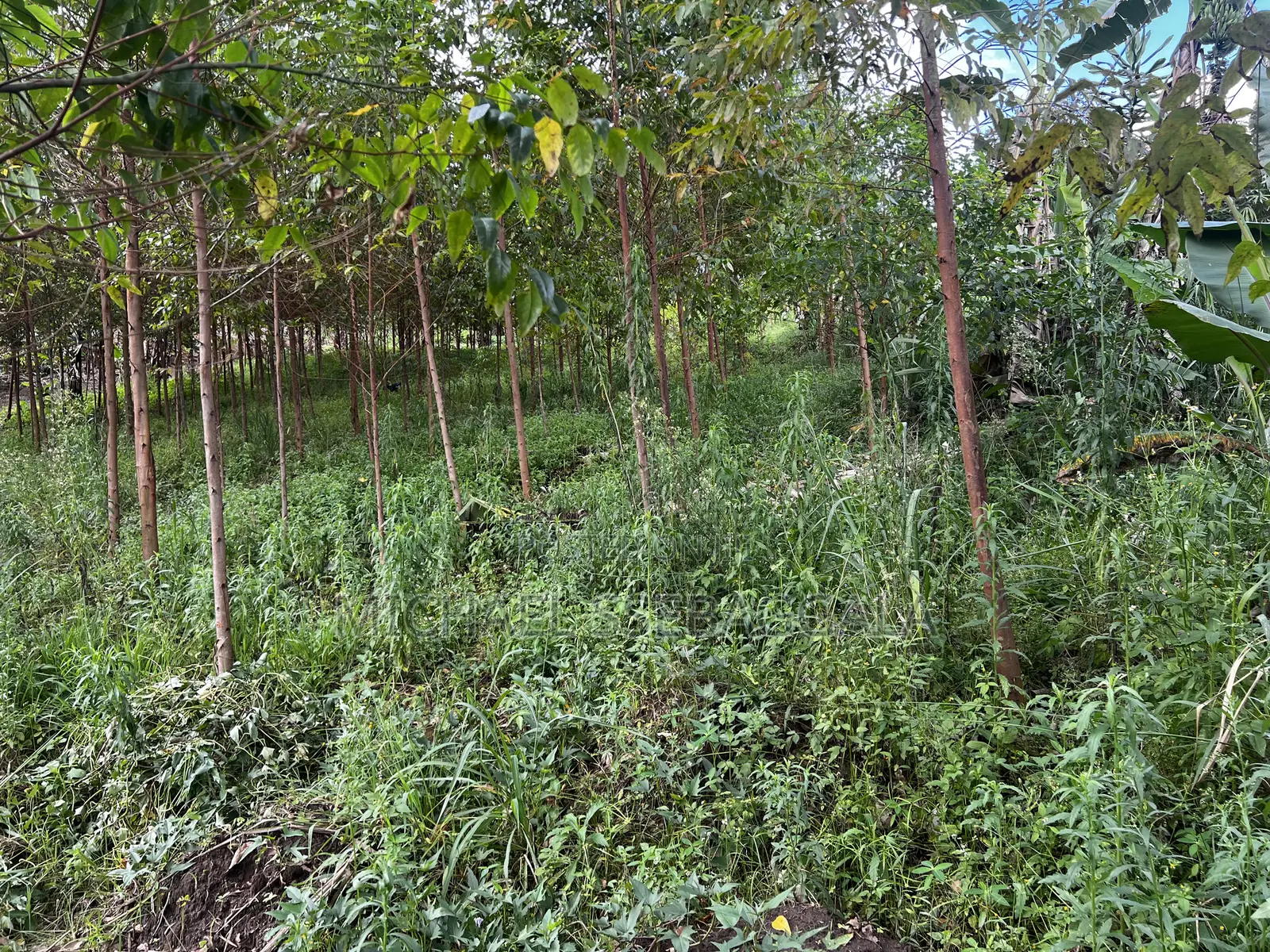 Half Acre Prime Land Sale