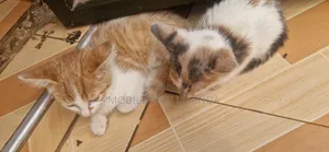 0-1 month Male Purebred American Curl