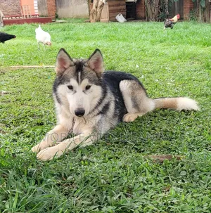 6-12 months Female Purebred Siberian Husky