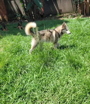 1+ year Male Purebred Siberian Husky