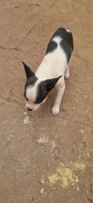 1-3 months Male Purebred Boston Terrier