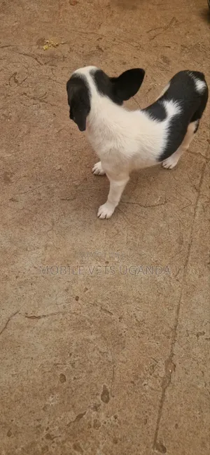 1-3 months Female Purebred Boston Terrier