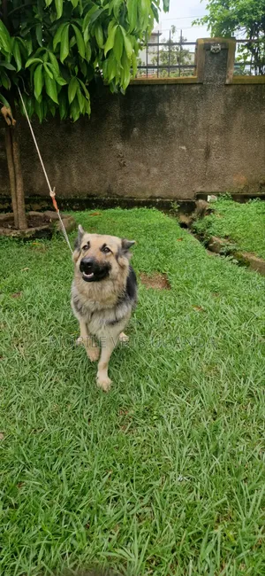 6-12 months Female Purebred German Shepherd