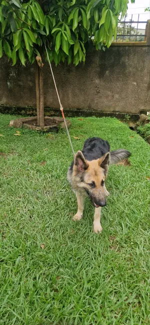 6-12 months Female Purebred German Shepherd