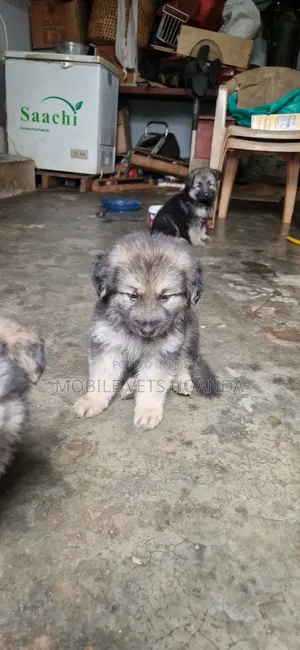 1-3 months Male Purebred German Shepherd