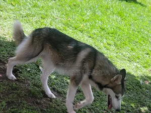 3-6 months Male Purebred Siberian Husky