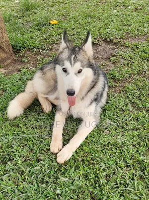 3-6 months Female Purebred German Shepherd
