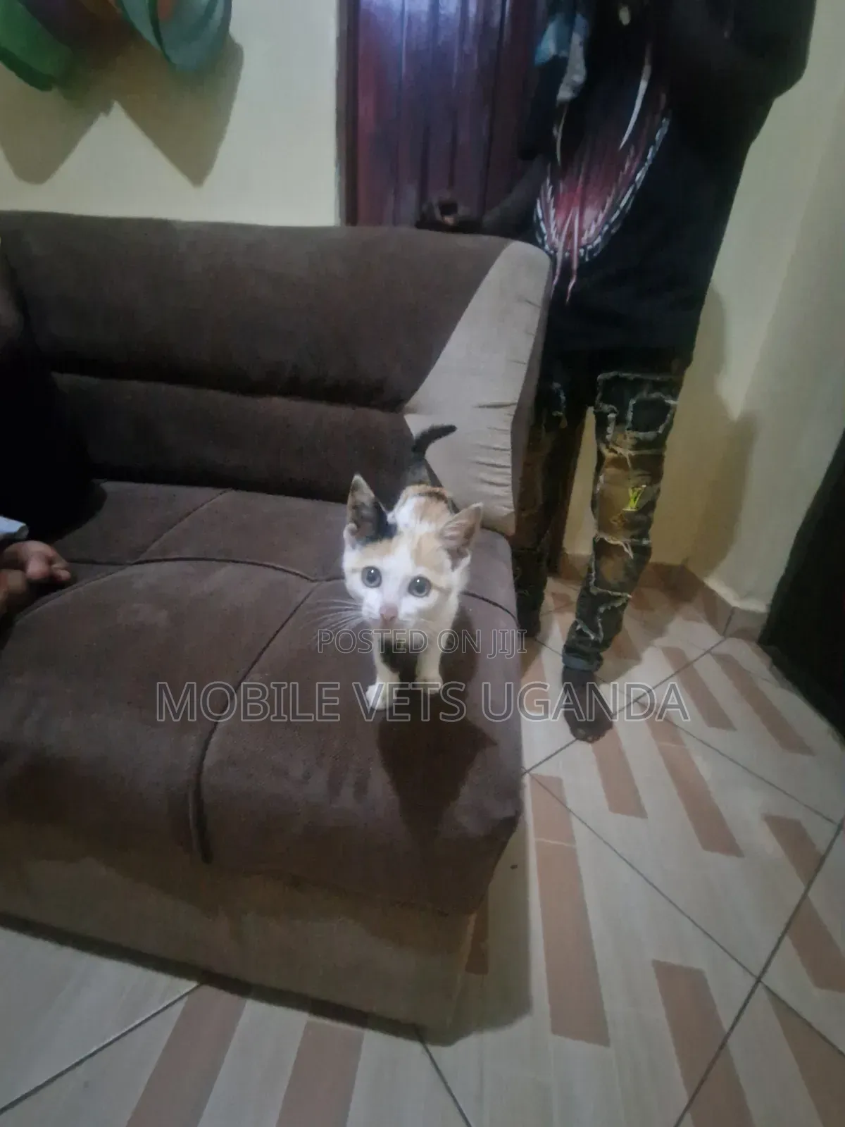 1-3 months Female Purebred Abyssinian
