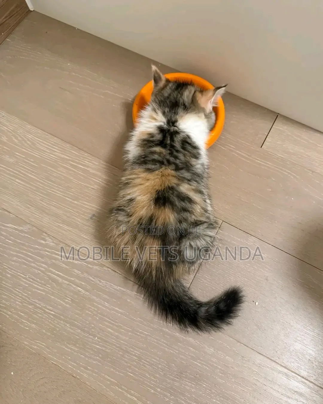 1-3 months Male Purebred Birman