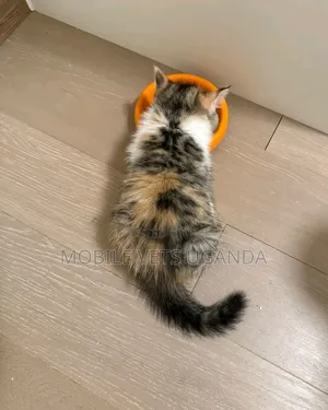 1-3 months Male Purebred Birman