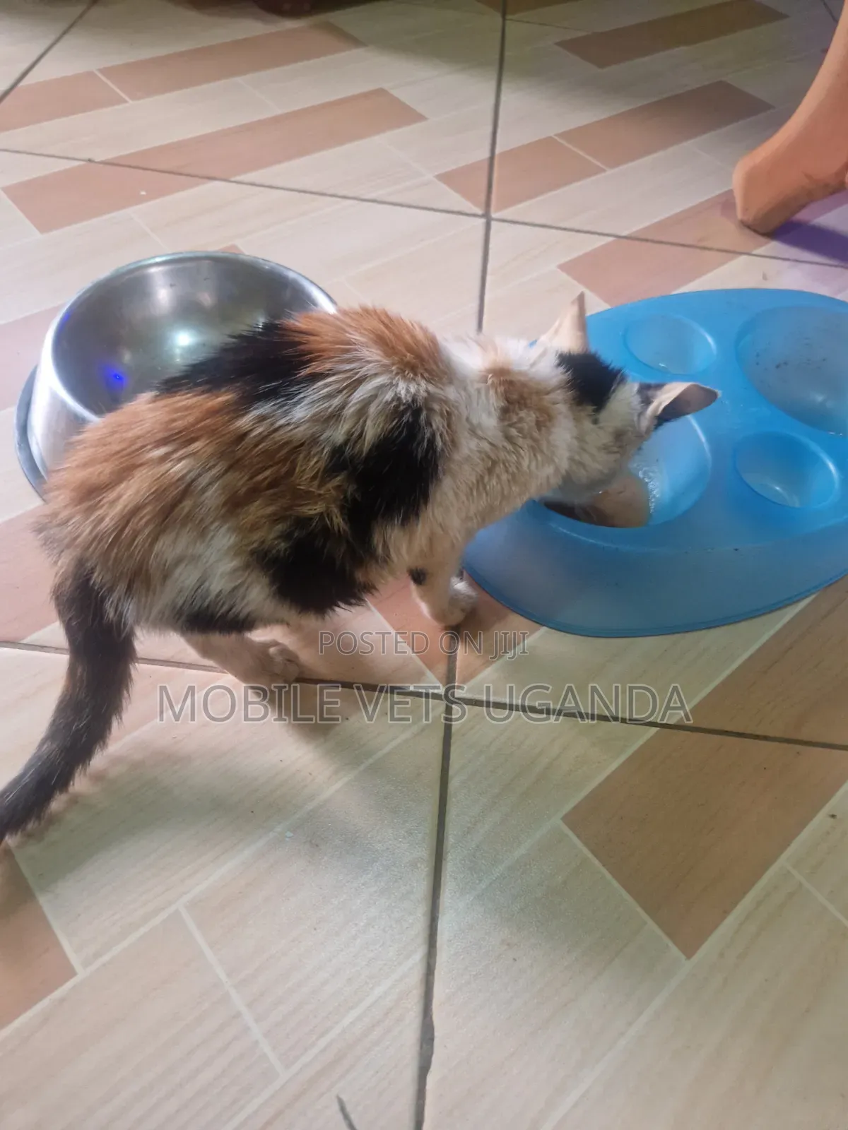 1-3 months Male Purebred Tonkinese