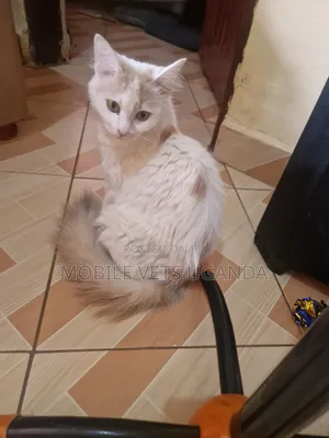 3-6 months Female Purebred Ragdoll