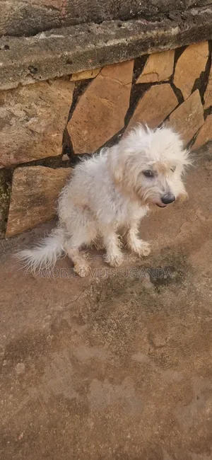 1+ year Male Purebred Maltese