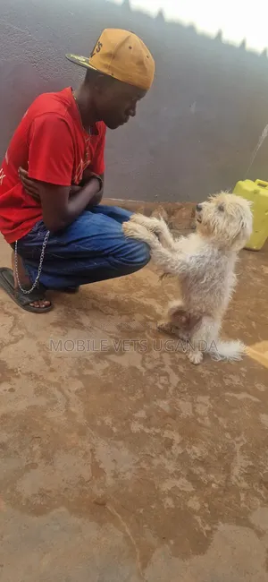 3-6 months Female Purebred Maltese