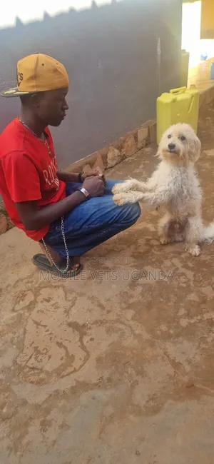 6-12 months Male Purebred Maltese