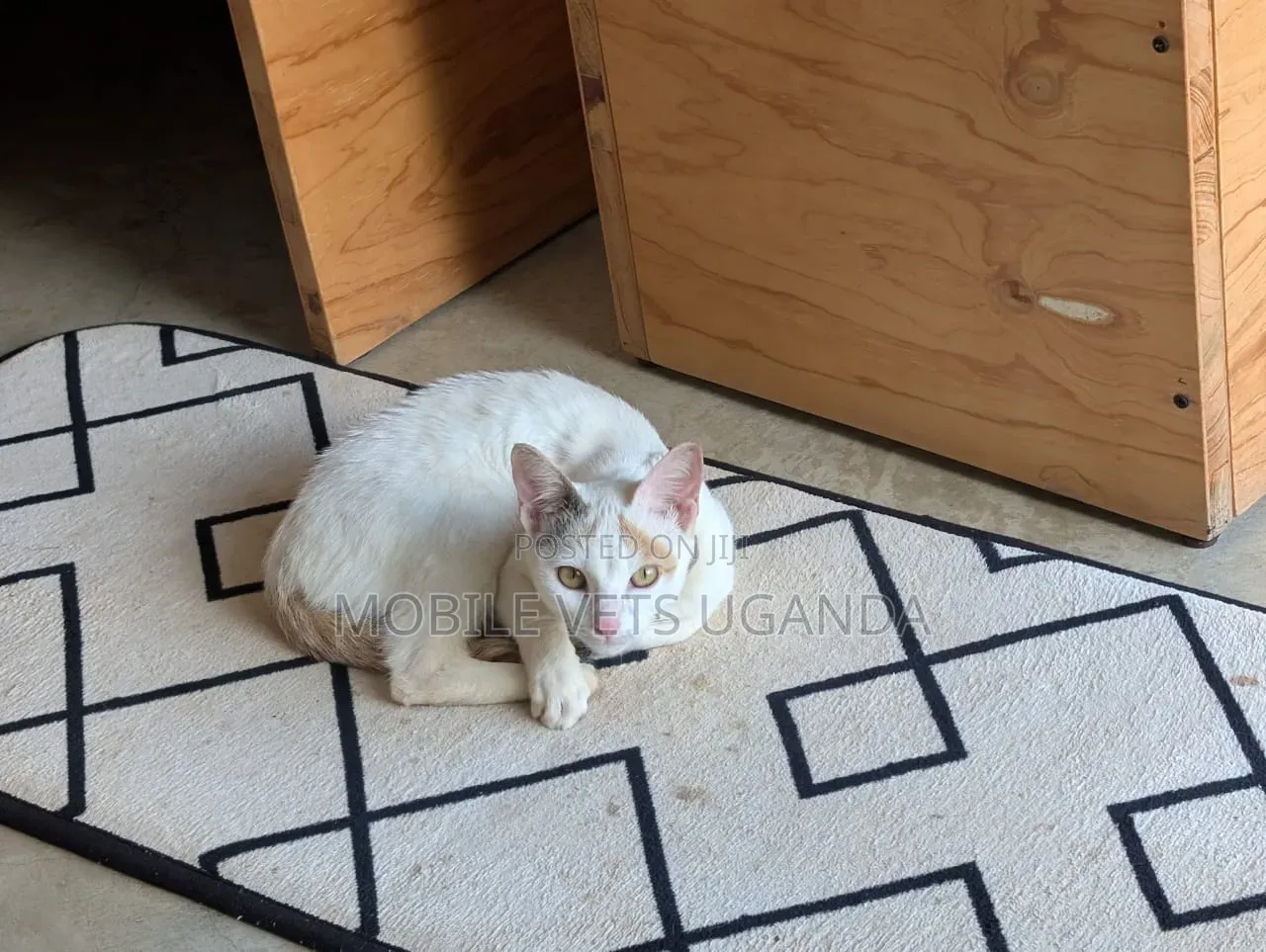 1-3 months Male Purebred Exotic