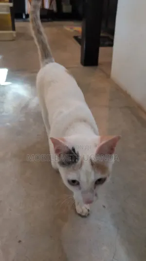 3-6 months Female Purebred Bombay