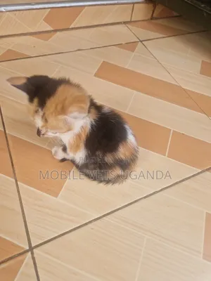 1-3 months Male Purebred American Wirehair