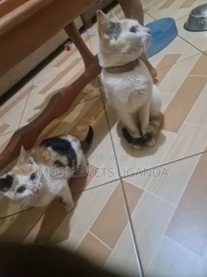 1-3 months Female Purebred Manx
