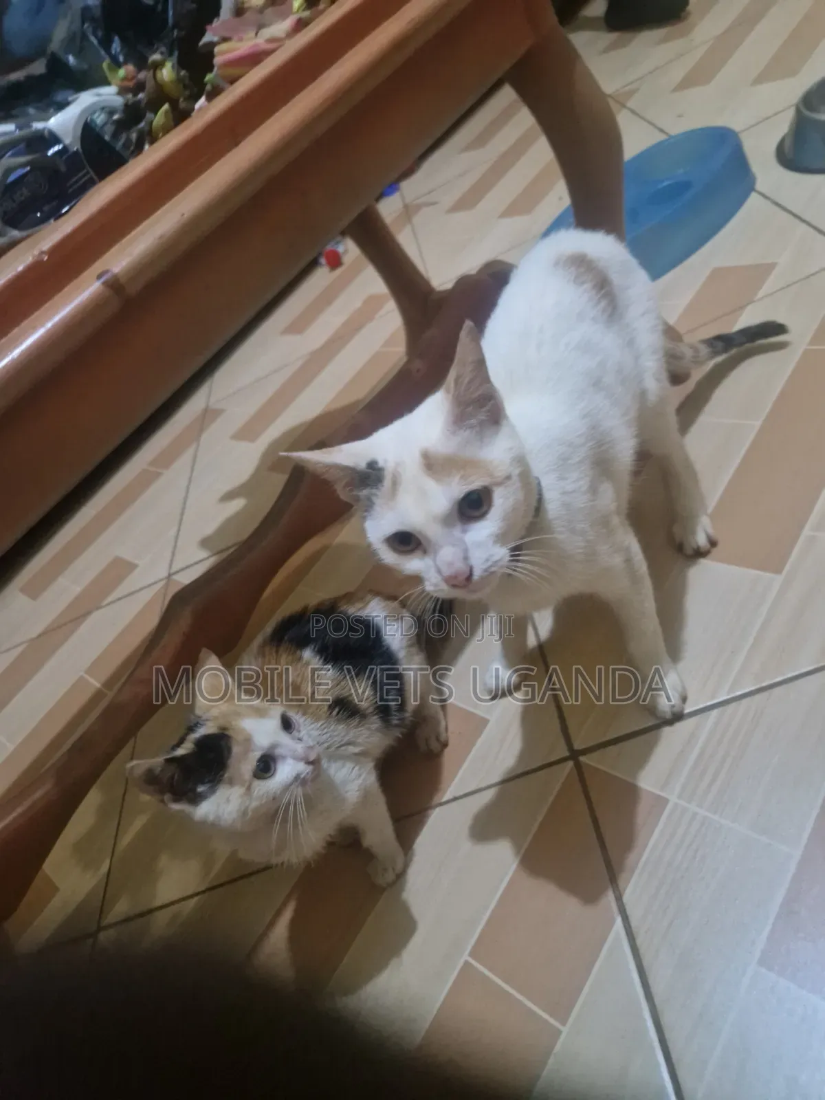 1-3 months Female Purebred Manx