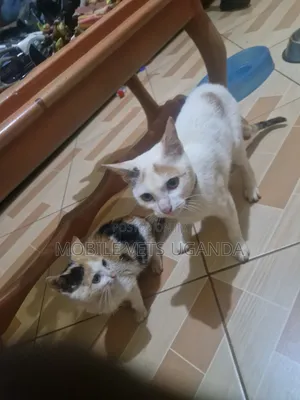 1-3 months Female Purebred Manx