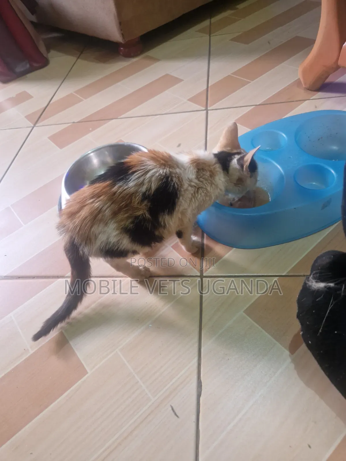 3-6 months Female Purebred Birman