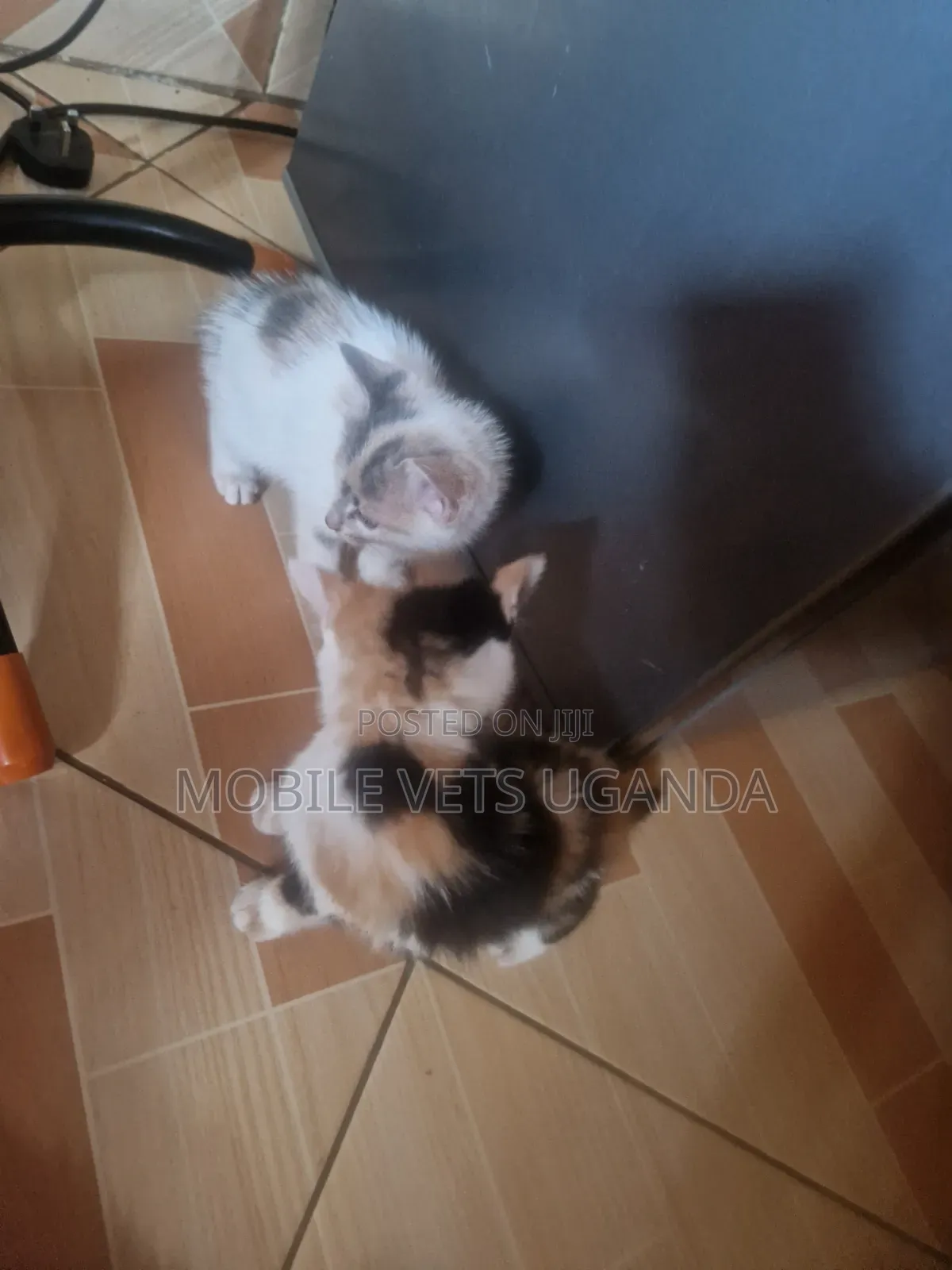 1-3 months Male Purebred Sphynx