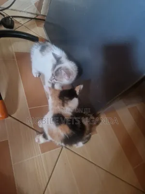 1-3 months Male Purebred Sphynx